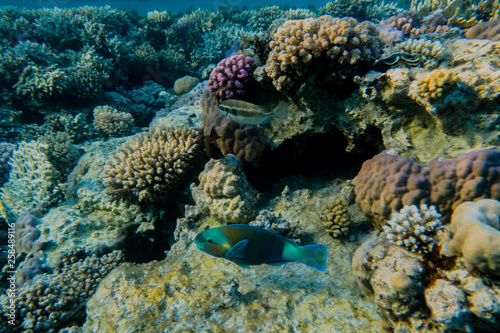Papageienfisch mit Korallen