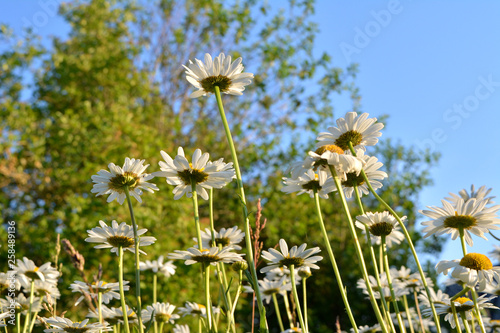 Chamomile flowers in summer evening. Beautiful lawn with daisies in the garden.
