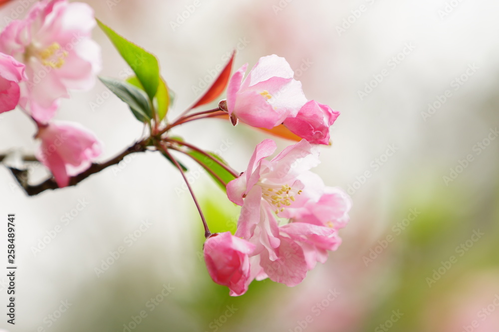 Obraz premium 春の花