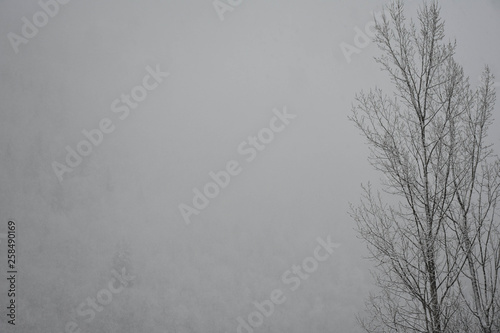 Winter forest. Snow and fog