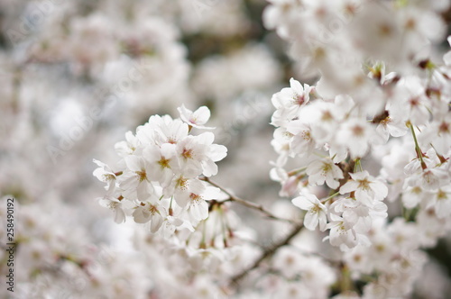 春の花 © rika_portrait