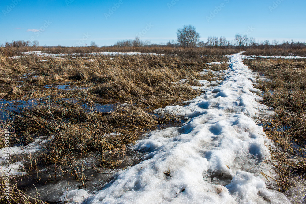 spring, snow melts and accumulated melt water forms a swamp spring, snow melts and accumulated melt water forms a swamp