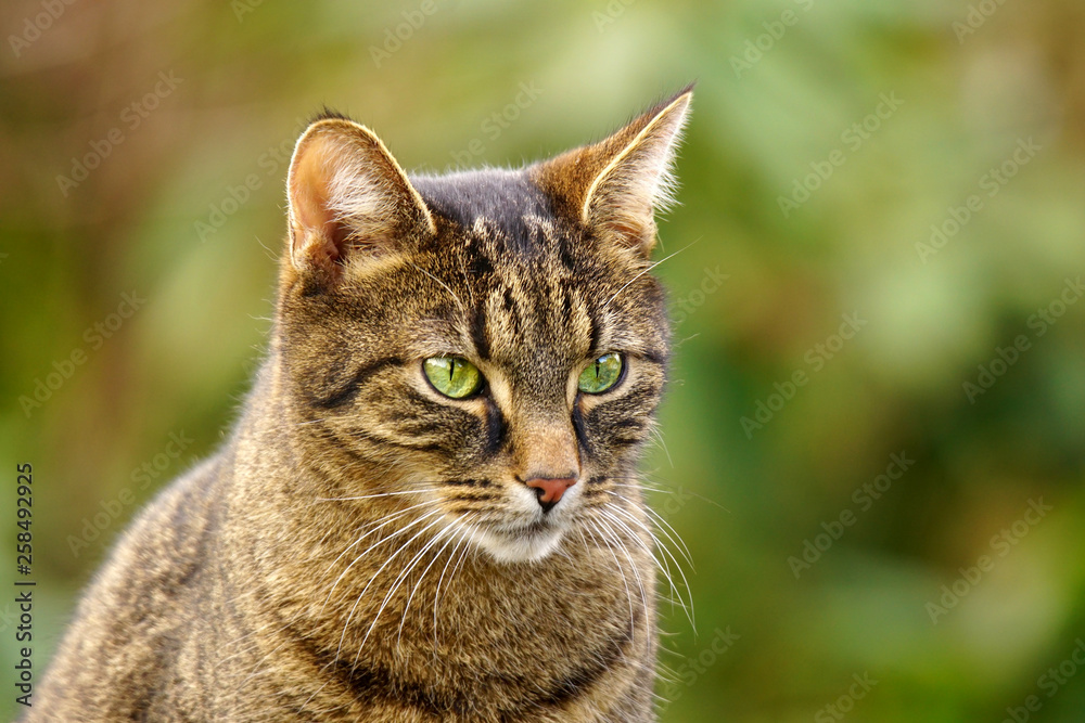 Portrait of a tabby cat