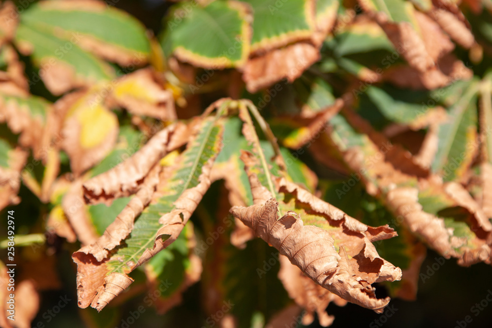 Leaves on a background of a blurred sunny forest, abstract natural backgrounds Limited depth of field. There is space for text Leaves on a background of a blurred sunny forest, abstract natural backgrounds Limited depth of field. There is space for text