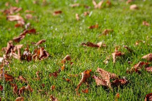 Leaves on a background of a blurred sunny forest, abstract natural backgrounds Limited depth of field. There is space for text