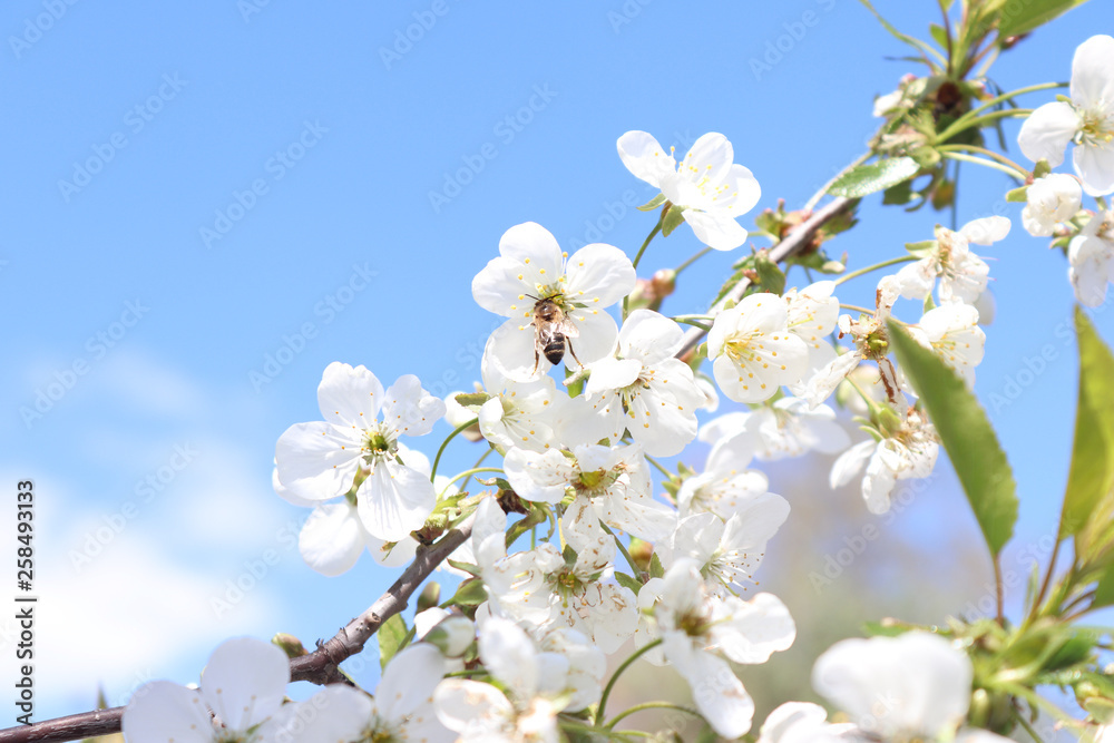 Blooming cherry branch on blue sky background. Beautiful white flowers. Spring has come. Natural photo background