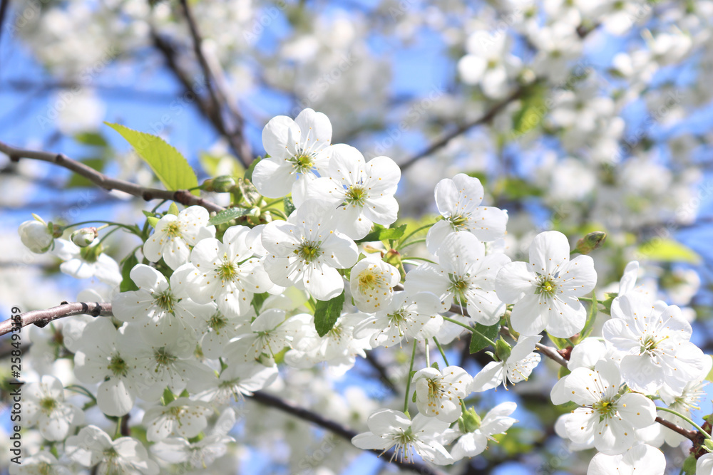 Blooming cherry branch on blue sky background. Beautiful white flowers. Spring has come. Natural photo background Blooming cherry branch on blue sky background. Beautiful white flowers. Spring has come. Natural photo background