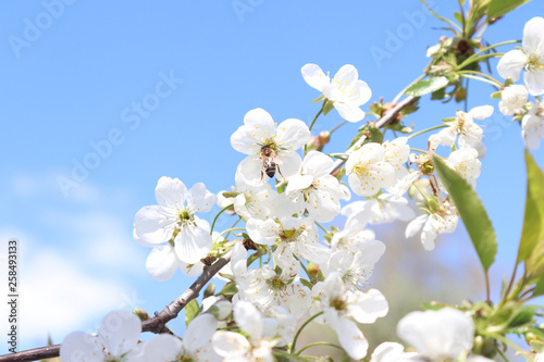 Blooming cherry branch on blue sky background. Beautiful white flowers. Spring has come. Natural photo background