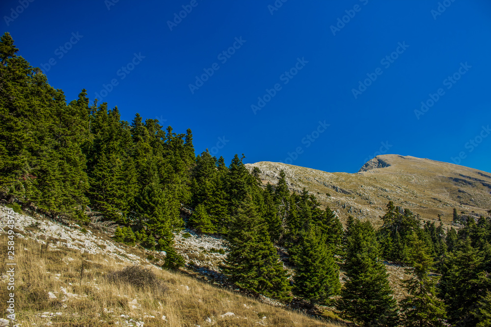Obraz premium pine forest mountain ridge background European highland picturesque region panorama foreshortening in colorful fresh summer weather time