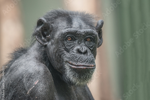 Portrait of curious wondered adult Chimpanzee