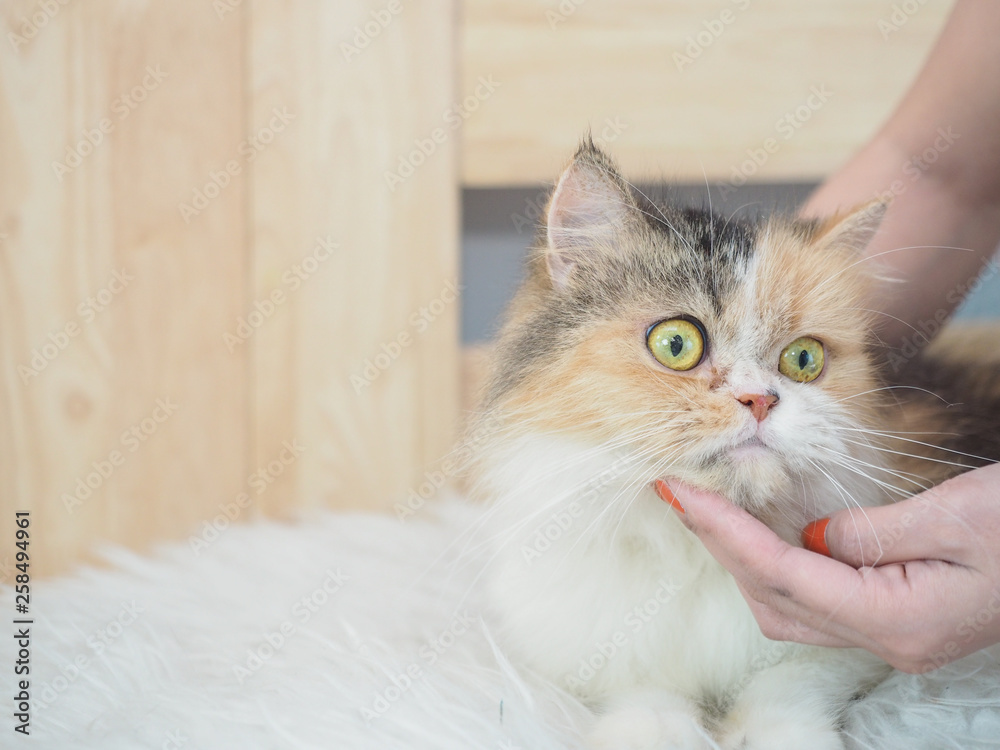 beautiful woman play with cat feel relaxing. 