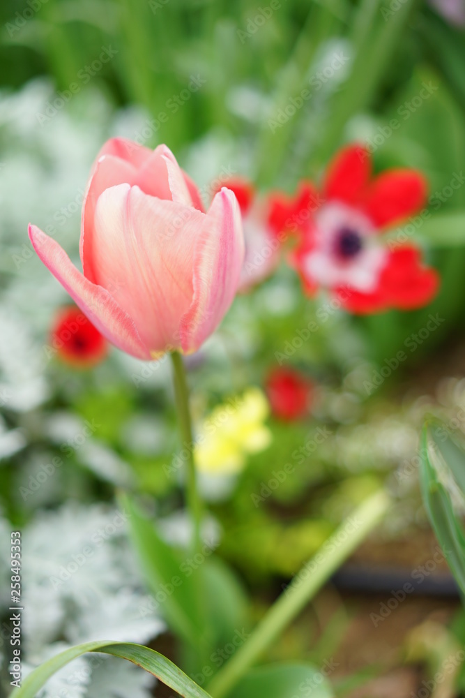 Naklejka premium 春の花