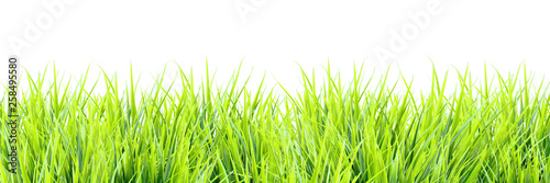 Fresh spring greens isolated on white background. Green grass sprouts, panoramic view