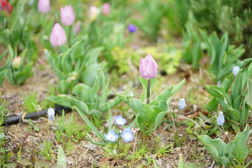 春の花