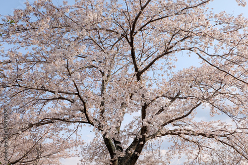 white cherry blossom flower tree branch isolated on white sky background © korkeng