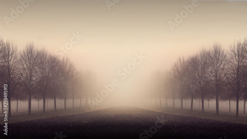 fog trees