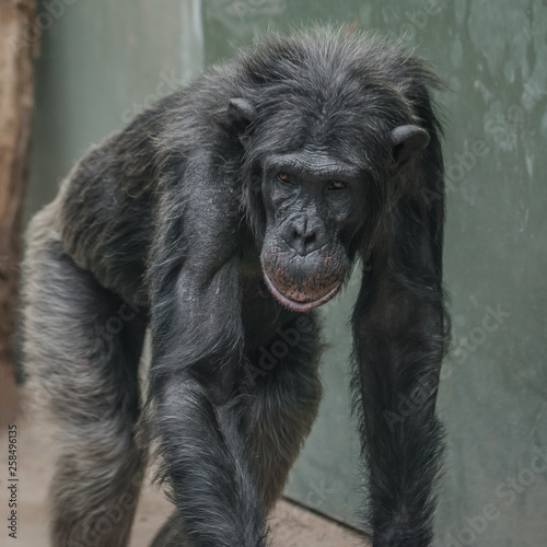 Portrait of curious wondered adult Chimpanzee © neurobite