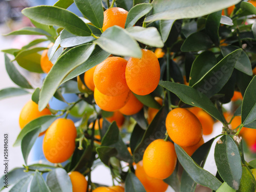 Fresh kumquat fruits on the tree photo