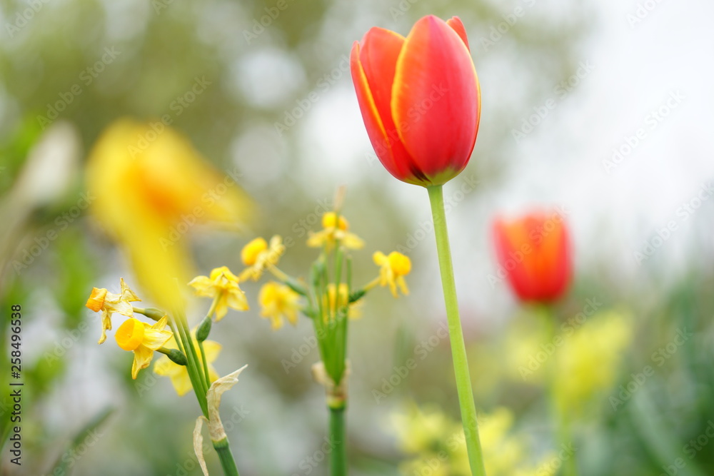 Obraz premium 春の花