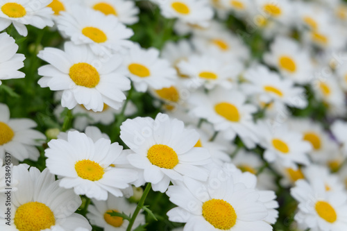 Field of blossom white daisy flowers for background in close up selective focus side view