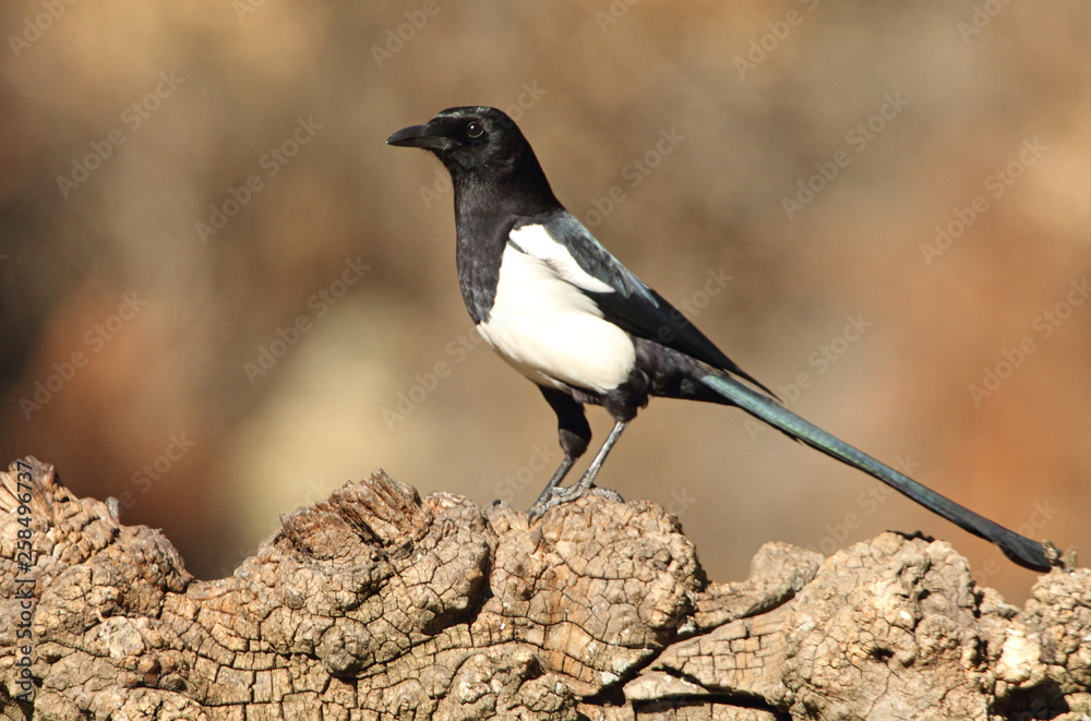 Common magpie. Pica pica