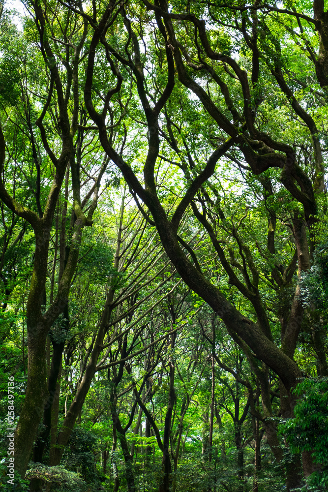 Deep tropical jungles green forest in spring