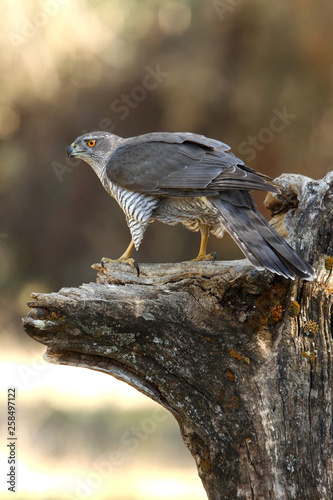 Tableau sur toile Tree years old male of Northern goshawk, Accipiter gentilis