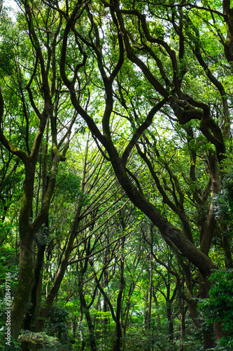 Deep tropical jungles green forest in spring