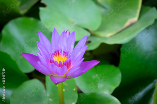 Close up violet pink lotus blooming in the pond.