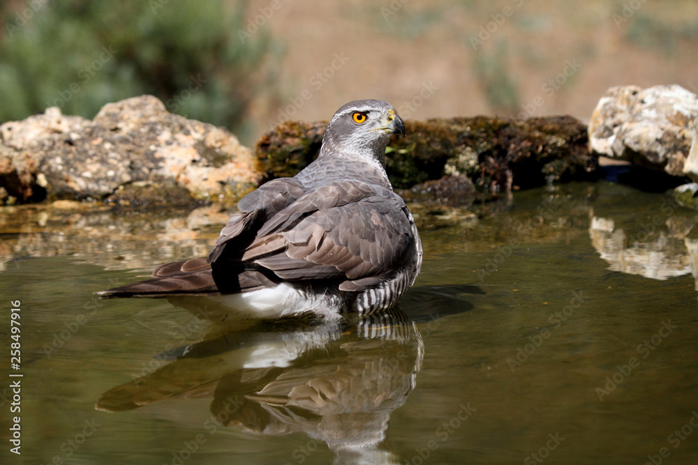 Tree years old female of Northern goshawk, Accipiter gentilis Tree years old female of Northern goshawk, Accipiter gentilis