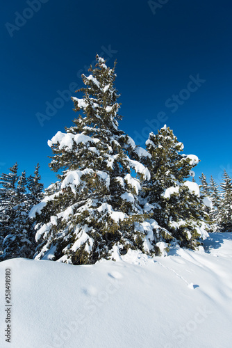 Landscape view of snow covered alpine mountain range with conifer pine trees
