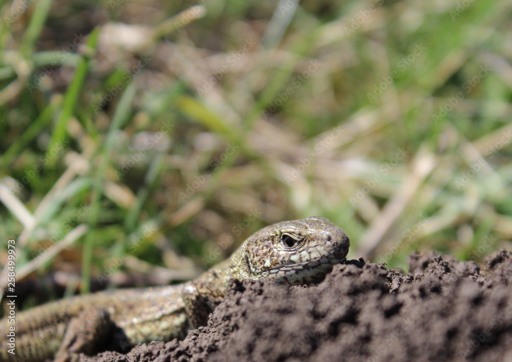 wild little green lizard in nature wild little green lizard in nature