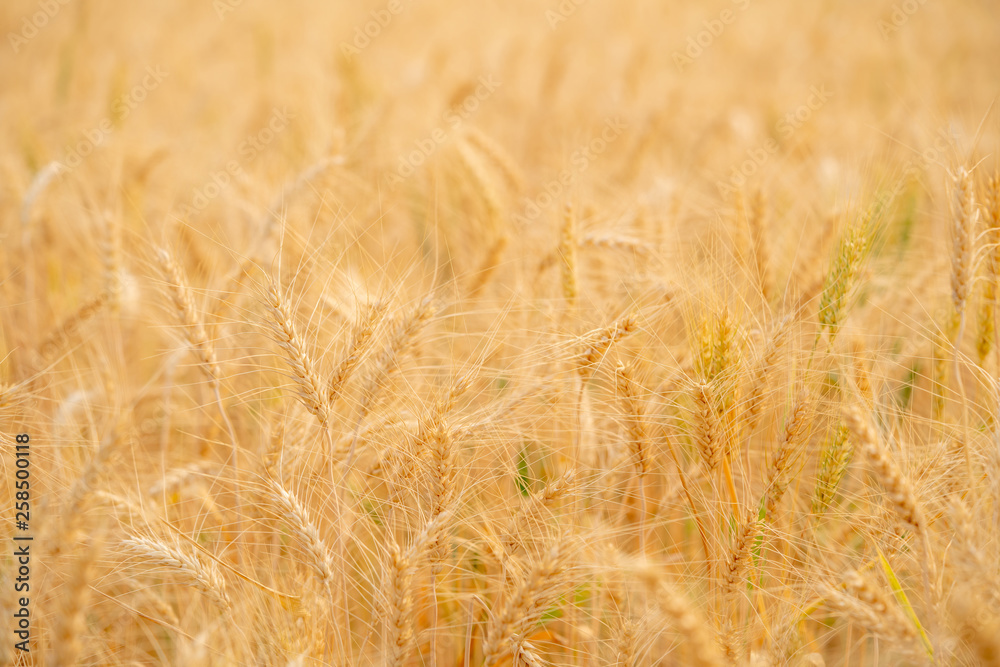 Fototapeta premium Selective focus close up shot of beautiful organic golden wheat in wheat field with blurred rural scenery wheat field under shining sunlight at sunset background
