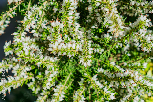 Erica darleyensis - one of the first spring plants. White heather flowers backgrpund