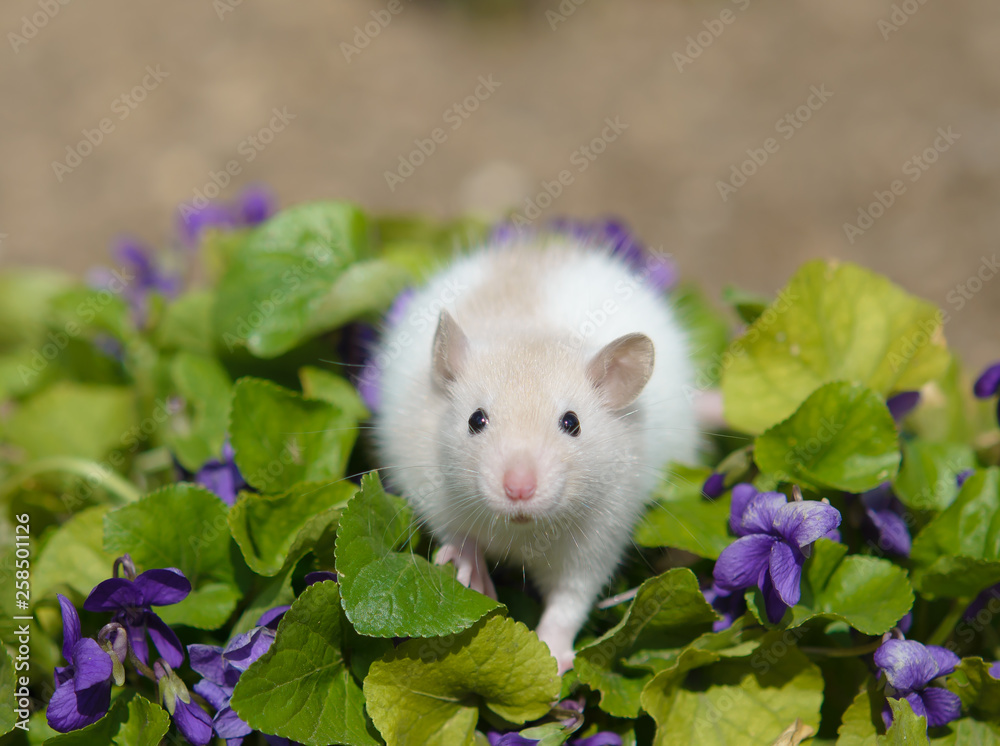 Rat on the bed with violets Rat on the bed with violets