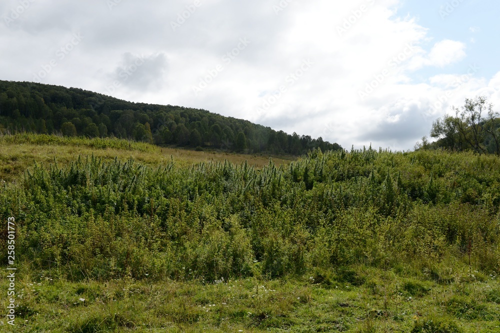 Cannabis bushes in Western Siberia. Russia