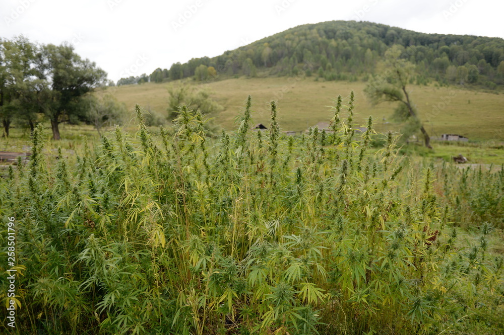 Obraz premium Cannabis bushes in Western Siberia. Russia