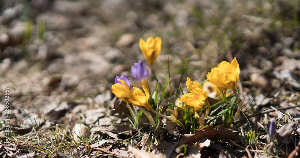 Purple and yellow crocus flowers in spring garden Purple and yellow crocus flowers in spring garden