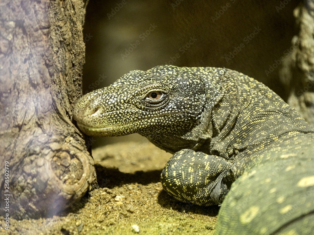Fototapeta premium Komodo dragon, Varanus komodoensis, is the largest lizard