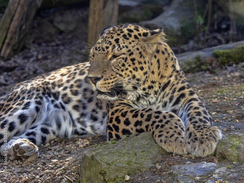 Persian Leopard, Panthera pardus saxicolor, resting male lying on the ground Persian Leopard, Panthera pardus saxicolor, resting male lying on the ground