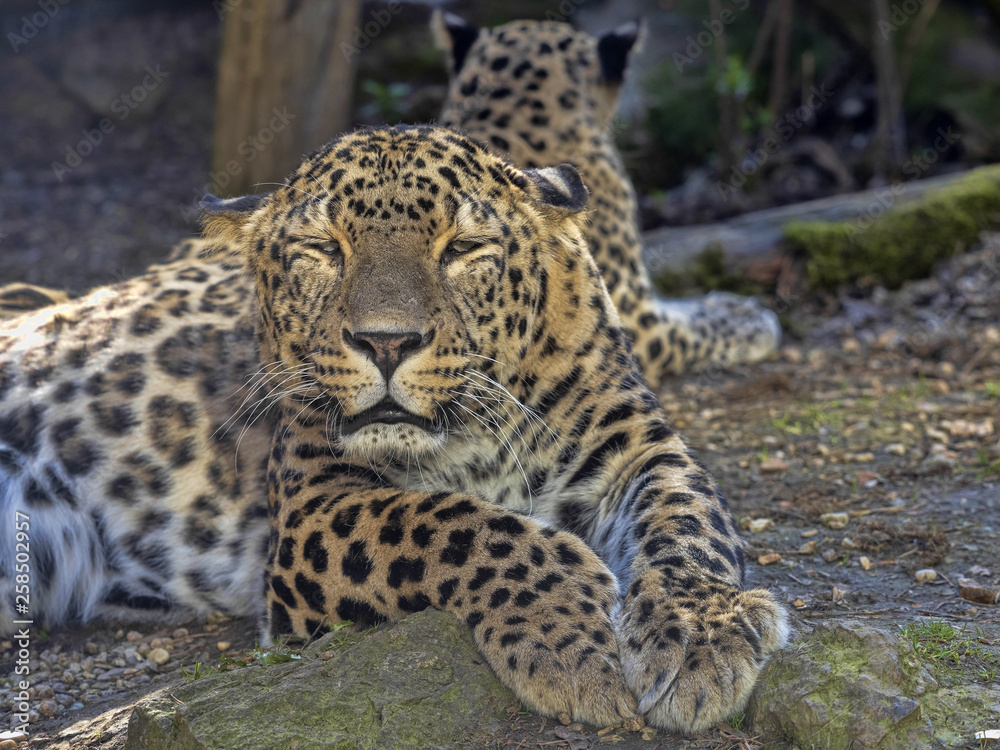 Persian Leopard, Panthera pardus saxicolor, resting male lying on the ground Persian Leopard, Panthera pardus saxicolor, resting male lying on the ground