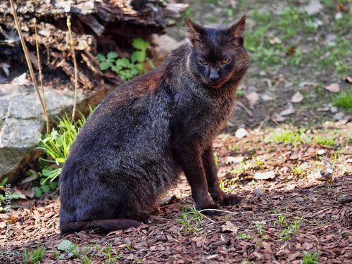 Jungle cat, Felis chaus, rare melanic form photo