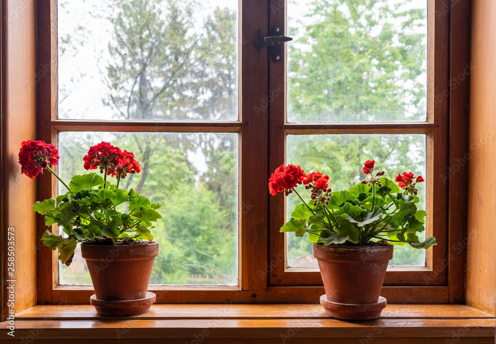 Flowers in a pot against window on windowsill