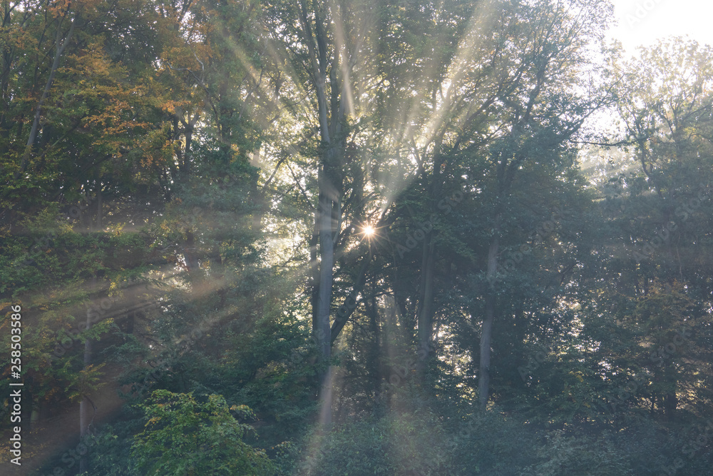 The sunbeams in a foggy forest, Germany The sunbeams in a foggy forest, Germany