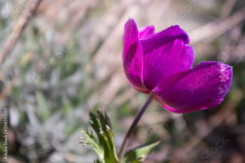Violetta