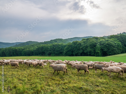 The grazing sheeps on a pasture
