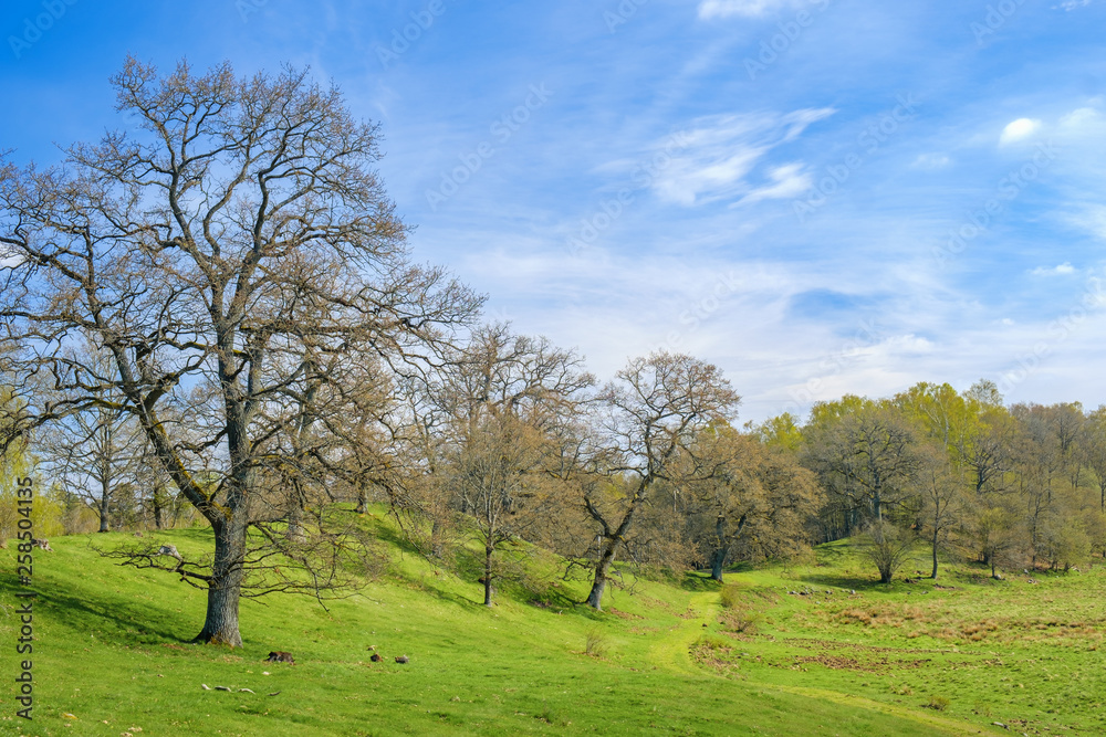 Oak tree landscape in a beautiful spring day