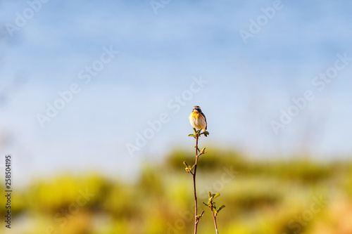 Whinchat bird sitting on a tree branch and looking at the camera
