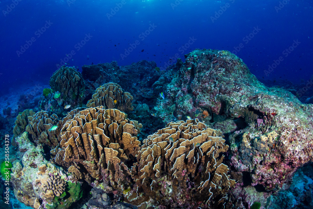 Obraz premium A beautiful hard coral reef in shallow water at sunrise