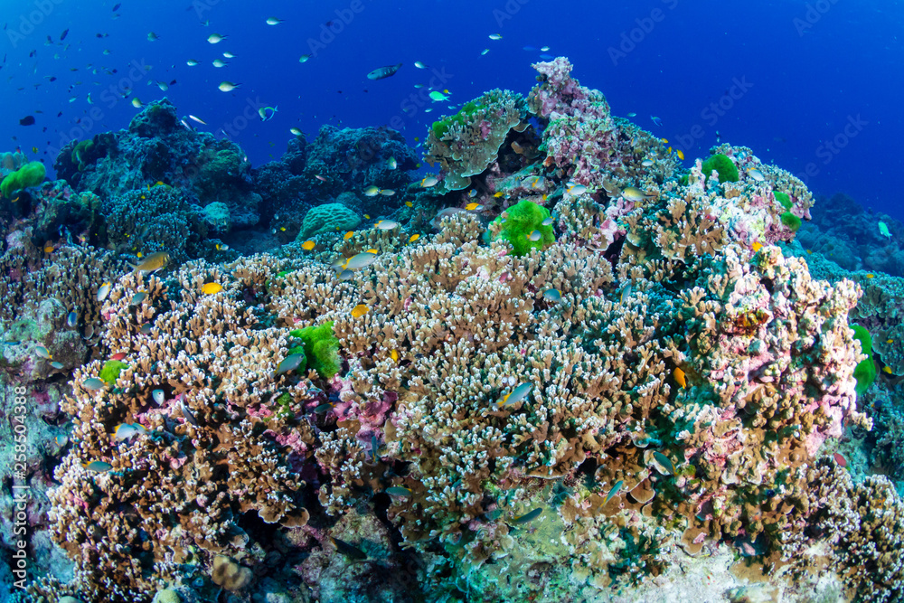 Fototapeta premium A beautiful hard coral reef in shallow water at sunrise